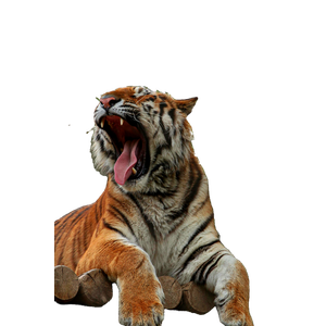 A Majestic Tiger Yawns While Resting On A Log, Surrounded By Foliage In Baku, Azerbaijan. 14028 - Cat PNG image with transparent background